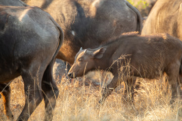Buffalo breeding herd with large males