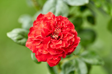 Close-Up Of Red Flowering Plant In The Garden