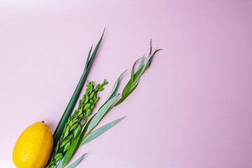 Symbols of jewish fall festival of Sukkot, lulav - etrog, palm branch, myrtle and willow
