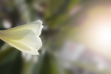 Fototapeta premium The frangipani close-up in nature, the white and yellow plumeria in nature