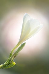 The frangipani close-up in nature, the white and yellow plumeria in nature
