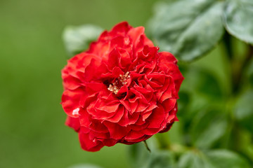 Close-Up Of Red Flowering Plant In The Garden