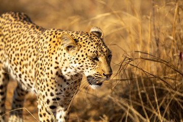 A young female leopard moving through the bushveld of the greater kruger.