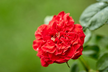Close-Up Of Red Flowering Plant In The Garden