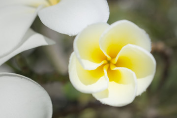 Fototapeta na wymiar The frangipani close-up in nature, the white and yellow plumeria in nature