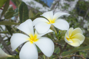 The frangipani close-up in nature, the white and yellow plumeria in nature