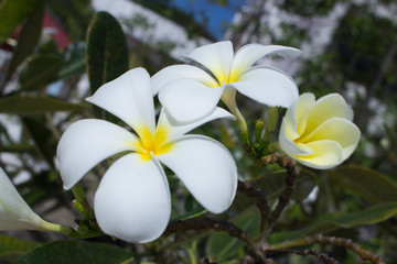 The frangipani close-up in nature, the white and yellow plumeria in nature