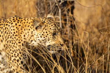 A young female leopard moving through the bushveld of the greater kruger.