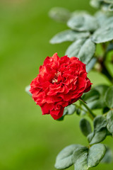 Close-Up Of Red Flowering Plant In The Garden