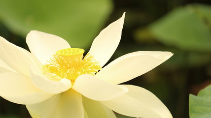 曇り空に咲く蓮の花