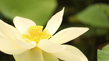 曇り空に咲く蓮の花