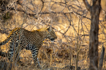 Young male leopard