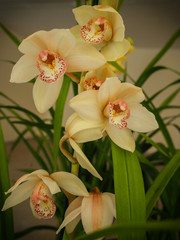 Cymbidium orchid. Shallow depth of field