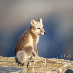 Ein freigestellter junger Polarfuchs sitzt auf einer Steinplatte in der Morgensonne
