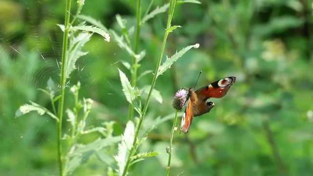 Butterfly and web..