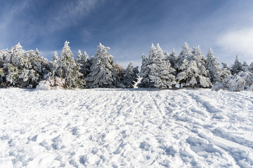 Fototapeta premium Snowed pine treer in ski resort of Sierra Nevada