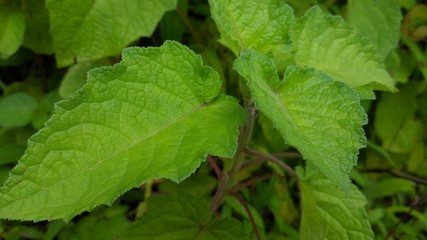 green leaf with drops of water
