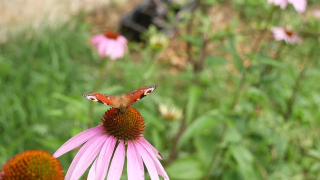 Butterfly in a garden