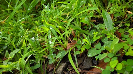 Obraz premium green grass with water drops