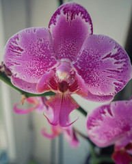 Macro shot of a Phalaenopsis Orchid.