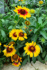 Orange flowerses on background green sheet