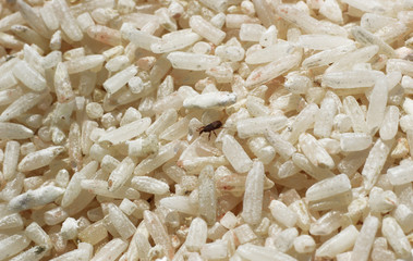 The rice weevil is the insect that destroys the grain.Rice will lose its nutritional value.