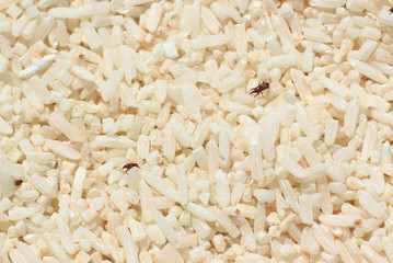 The rice weevil is the insect that destroys the grain.Rice will lose its nutritional value.