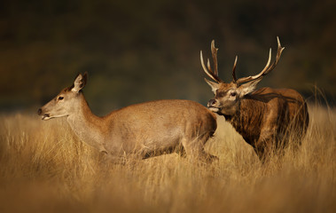 Red deer stag chasing a hind during the rutting season