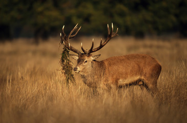 Naklejka na ściany i meble Red deer stag with grass in antlers during rutting season in autumn