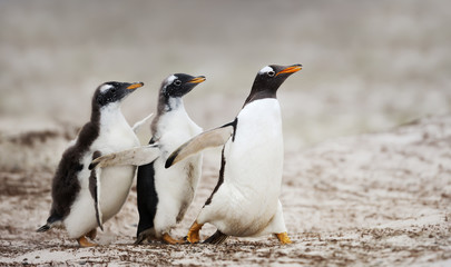 Two Gentoo penguin chicks chasing after the parent to be fed