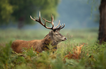 Red deer during rutting season in autumn
