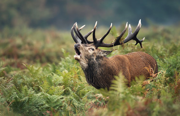 Red deer stag calling during rutting season in autumn