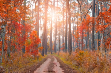 Background for Red Autumn Forest Pathway Beautiful Park Scenery Photography Backdrop Sunny Fall Leaf Road Outdoors Holiday Travel Romantic Artistic Photo Studio Props Wallpaper