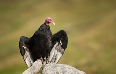 Close up of a Turkey vulture perched on a rock