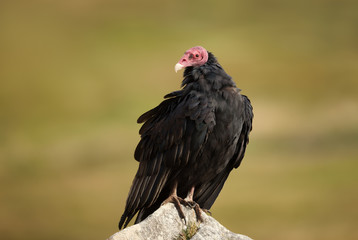 Close up of a Turkey vulture perched on a rock