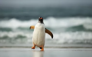 Gardinen Gentoo penguin coming ashore from Atlantic ocean © giedriius