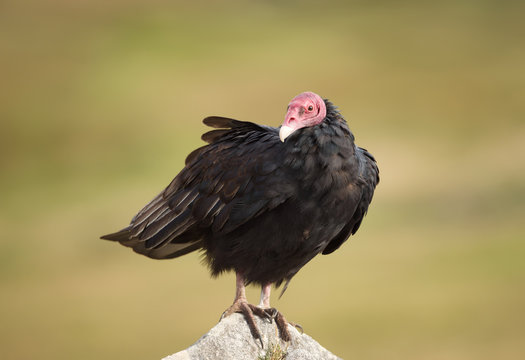 Close up of a Turkey vulture perched on a rock