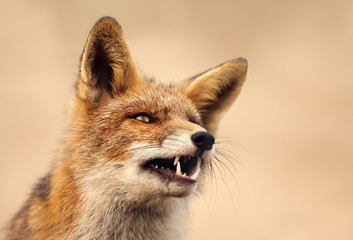 Naklejka na ściany i meble Portrait of a red fox against clear background