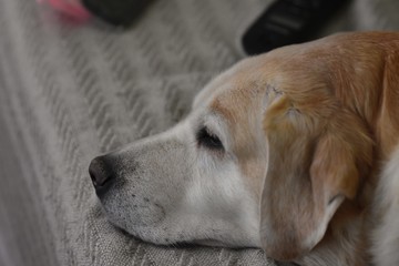 Closeup portrait of creamy Labrador retriever dog laying 