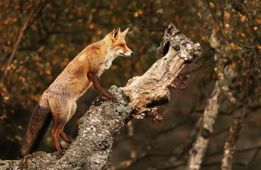 Close up of a red fox in a tree