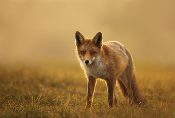 Close-up of a Red fox at sunset