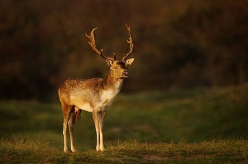 Naklejka na ściany i meble Close up of a Fallow deer in the morning light