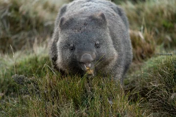 Crédence de cuisine en verre imprimé Mont Cradle Wombat foraging in Cradle Mountain, Tasmania