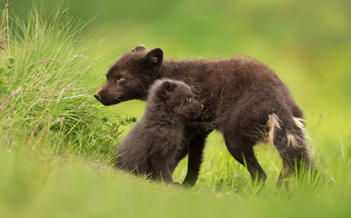 Close up of an Arctic Fox with a cub
