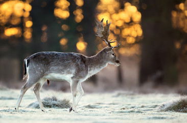 Fallow deer walking across a frosty field at sunrise