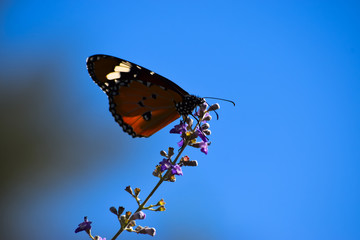 red orange butterfly on a pink flower outdoor