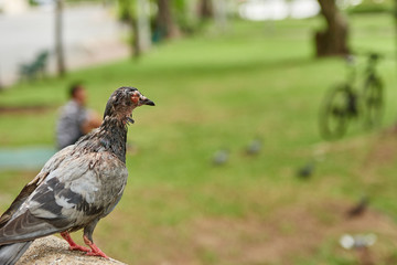 sick pigeon, whole face full of sores and various infections, disgusting
