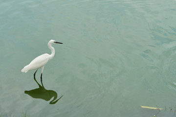 common egret with long legs in the water, has a black beak