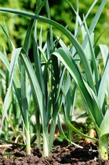 Obraz premium leeks grow in the garden. eco-products in farm. Macro. Organic. Vegetarian. Health life.