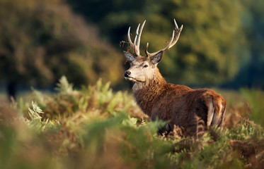 Red deer stag with grass on antlers during rutting season in autumn